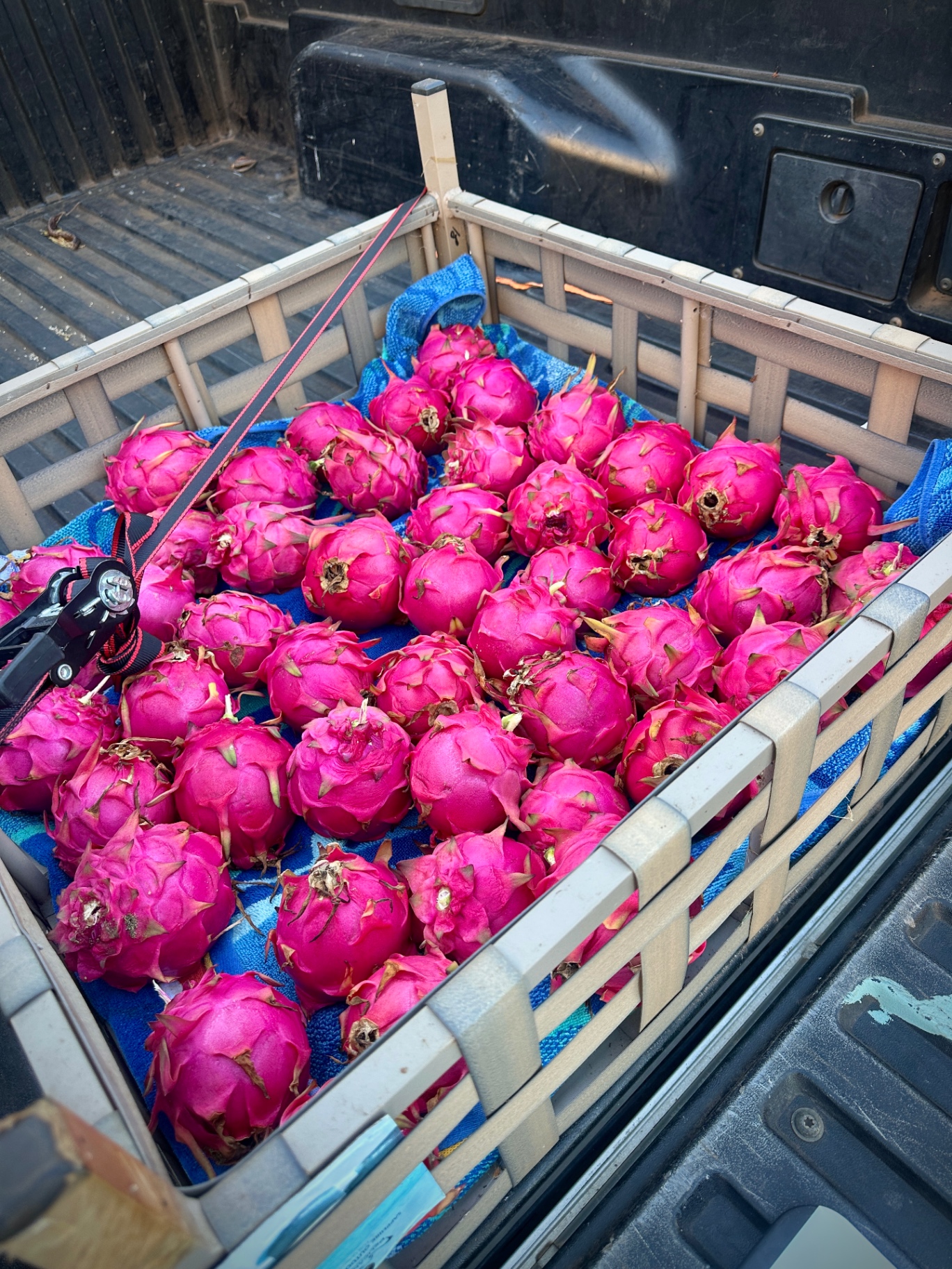 Fresh dragon fruit, halved, before going into a Maui Slush